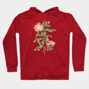 Vintage Red Sweetbriar Rose Botanical Illustration Hoodie